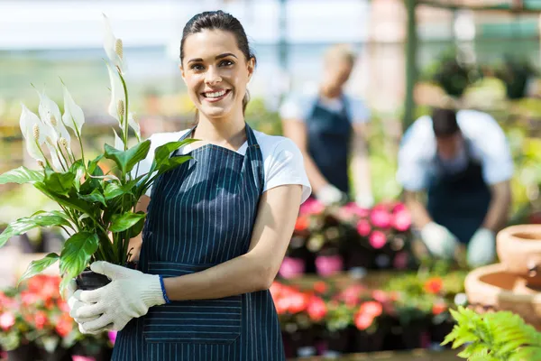Happy female nursery owner with pot of flowers inside greenhouse — Stock Photo, Image
