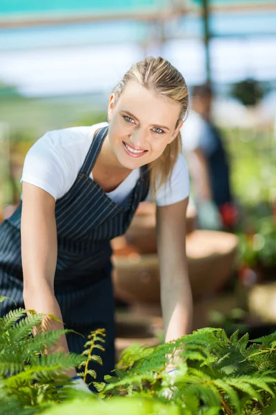 Floristería bastante femenina trabajando dentro del invernadero —  Fotos de Stock