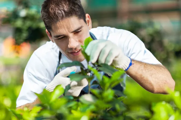 Joven jardinero masculino trabajando en invernadero —  Fotos de Stock