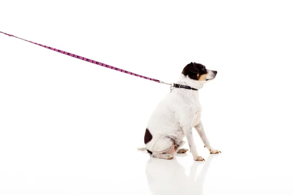 Собака с цепью изолированы — стоковое фото