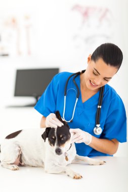 kadın veteriner kontrol köpek kulak