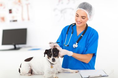 Veteriner Hekim kontrol köpek