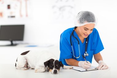 Veteriner sağlık kontrolü sonra rapor yazma