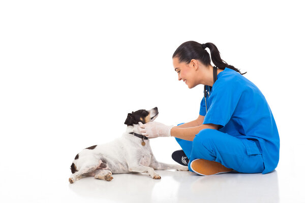 Professional vet doctor playing with pet dog