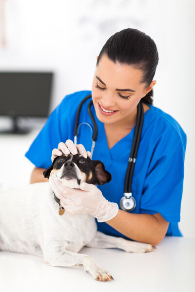 vet doctor examining pet dog eye