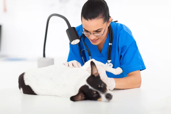 Veterinário verificando a pele do cão — Fotografia de Stock