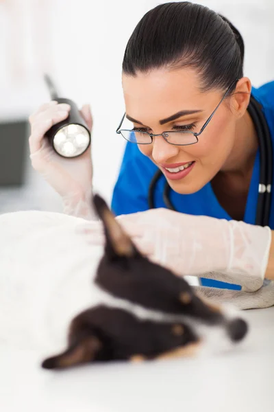 Vet doctor examining pet dog skin — Stock Photo, Image