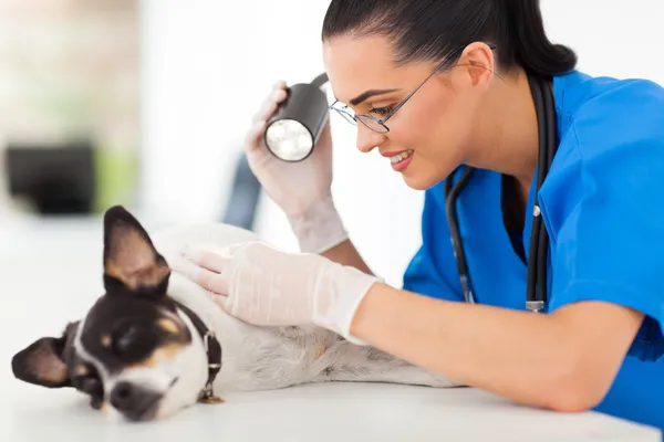 Professional vet doctor examining pet dog skin — Stock Photo, Image