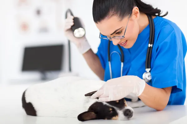 Cuidado veterinario médico comprobar mascota perro oreja — Foto de Stock