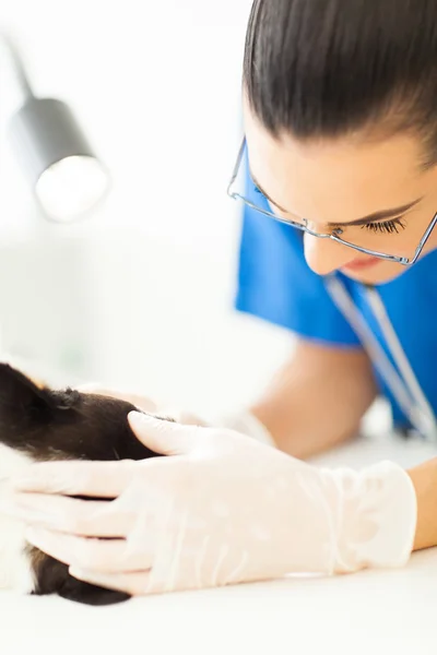Ветеринарная медсестра проводит осмотр собаки — стоковое фото