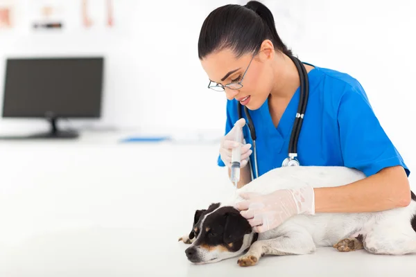 Vétérinaire médecin donnant l'injection de vaccination au chien — Photo