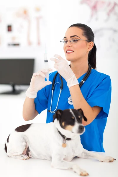 Assistente veterinário se preparando para injetar cão de estimação — Fotografia de Stock