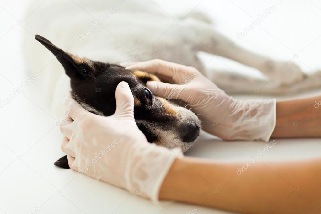 veterinary assistant checking dog eye