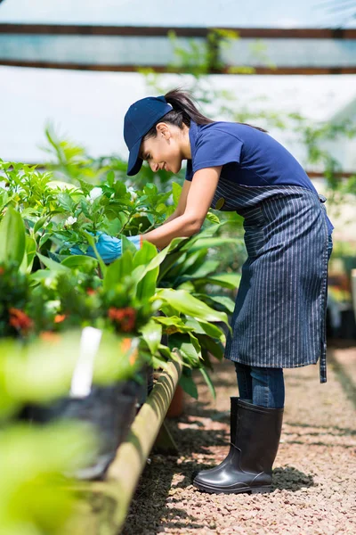 Jardinero femenino trabajando en invernadero — Foto de Stock