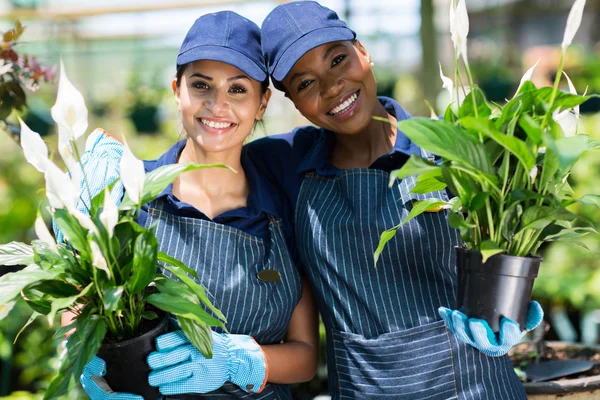 Female nursery co-workers with pot of flowers — Stock Photo, Image