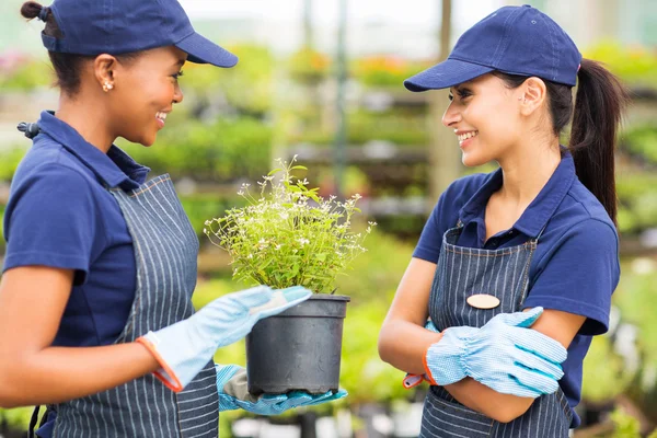 Kvinnliga plantskola arbetstagare talar till kollega — Stockfoto