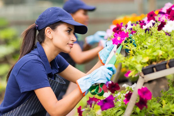Female florist trimming flowers — Stock Photo, Image