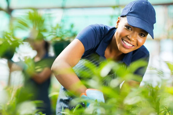 Afrikanska kvinnliga plantskola arbetstagaren arbetar i växthus — Stockfoto