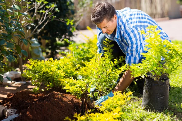 Homme transplantant une plante — Photo