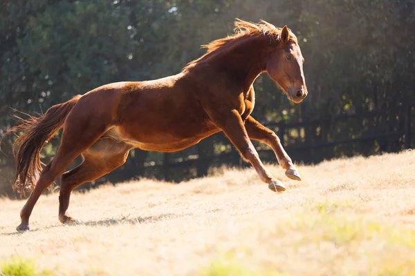 Caballo corriendo en el campo — Foto de Stock