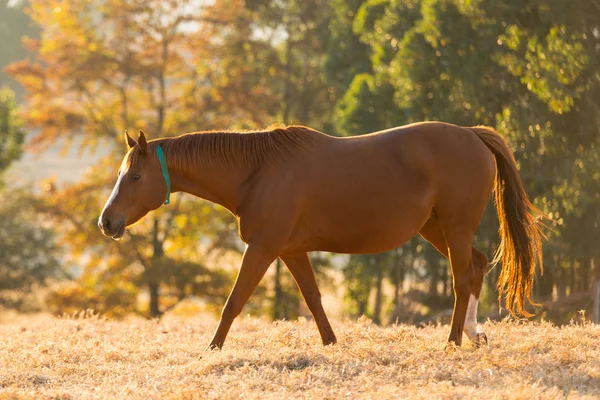 Mooi paard — Stockfoto