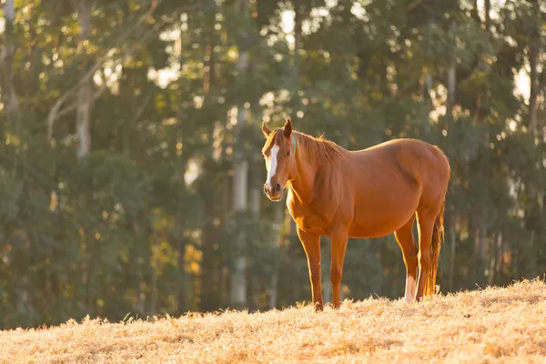 Koń stoi w polu — Zdjęcie stockowe