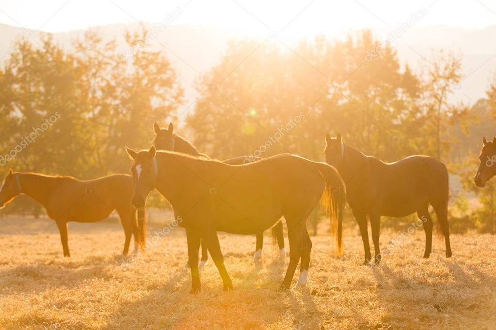 horse herd on ranch