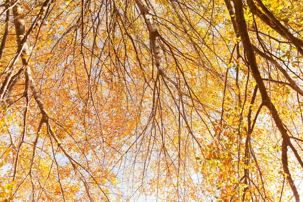 Arbres d'automne Photo De Stock