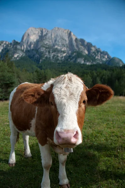 Fleckvieh cow — Stock Photo, Image