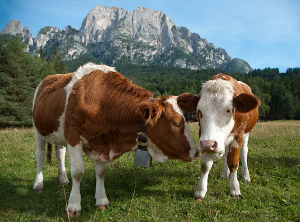 Two young Simmentaler dairy cows — Stock Photo, Image