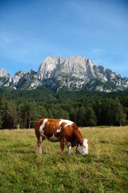 simmentaler süt ineği bir mera üzerinde