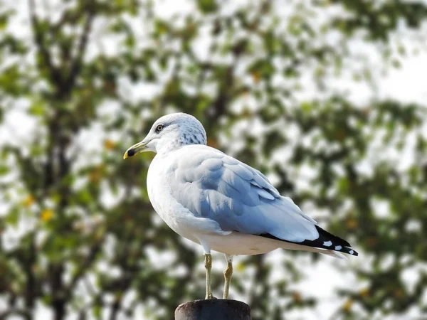 Hermosa Gaviota Nueva York —  Fotos de Stock