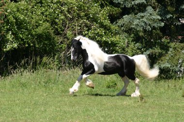 İrlandalı tinker at StaLION