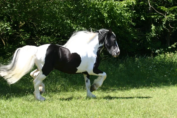Tinker irlandesa caballo stalion —  Fotos de Stock