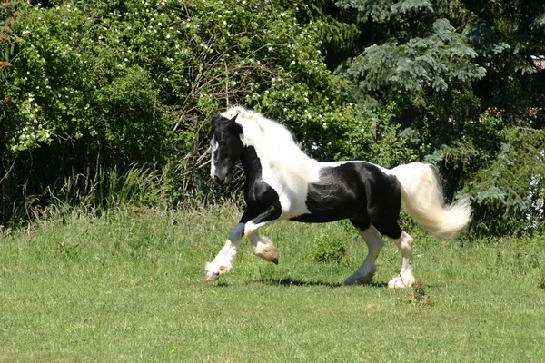 Tinker irlandesa caballo stalion — Foto de Stock