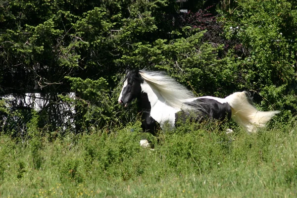 Irisches Bastelpferd Stalion — Stockfoto