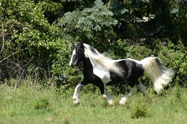 Irský tinker koně stalion — Stock fotografie