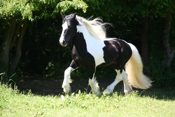 アイルランドのティンカーの馬 stalion — ストック写真