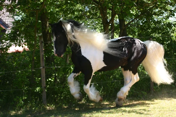 Funileiro irlandês cavalo stalion — Fotografia de Stock
