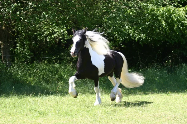 Ierse tinker paard stalion — Stockfoto