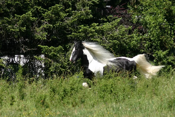 Irish Tinker Horse Stalion fotografii de stoc fără drepturi de autor