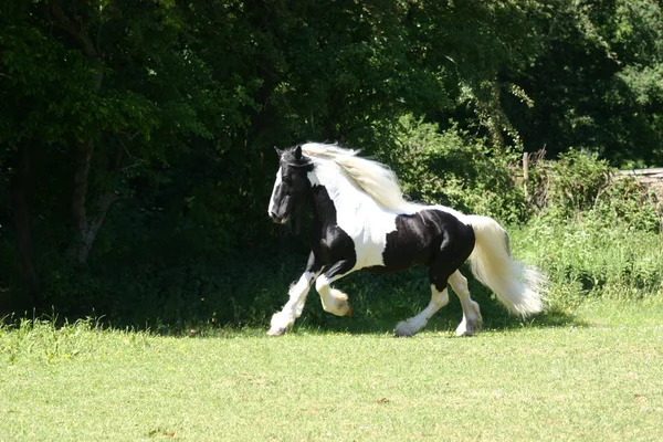 Ierse tinker paard stalion Rechtenvrije Stockfoto's