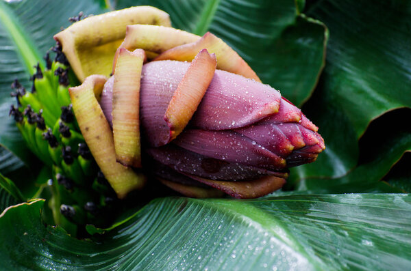 Flower of the banana