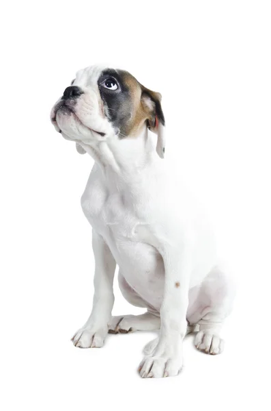 Bonito Boxer Cachorrinho — Fotografia de Stock