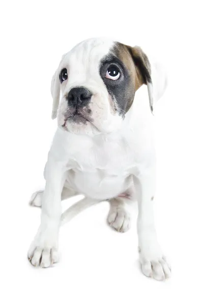 Güzel boxer köpek yavrusu — Stok fotoğraf