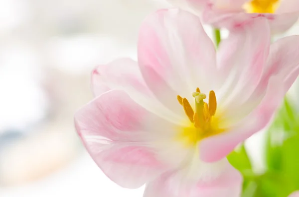 Spring pink tulips close up speckled — Stock Photo, Image