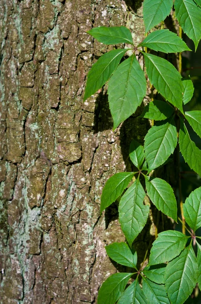 Textur des Baumes — Stockfoto