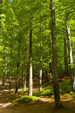 Yaz Orman ağaçları