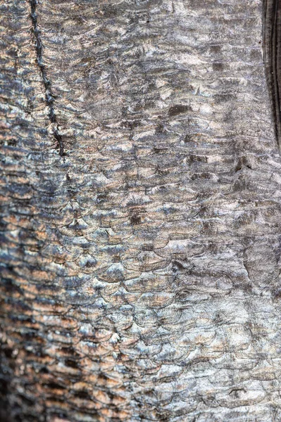 Świeże Dorado Szarym Marmurowym Tle Zbliżenie Tekstury Srebrnej Łuski Surowa — Zdjęcie stockowe