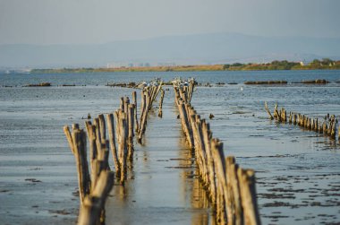 Pomorie Gölü, korunan bölge, Via Pontica kuş göçü güzergahı üzerinde yer alıyor. Ornitolojik öneme sahip Bulgar gölü. Sudaki tahta direkler. İç fotoğrafçılık. Güzel deniz manzarası.